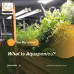 What Is Aquaponics?