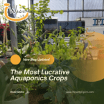 The Most Lucrative Aquaponics Crops