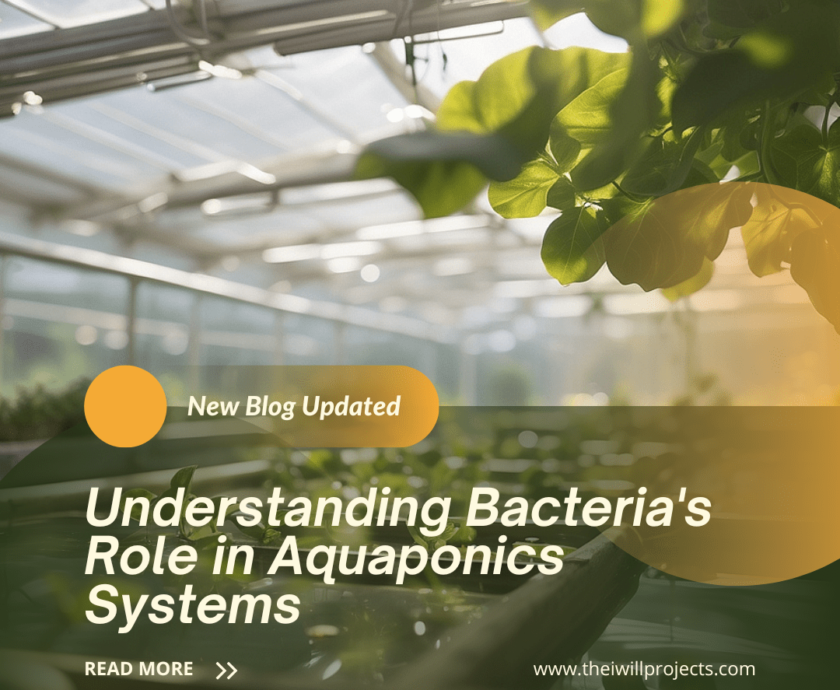 Bacteria's Role in Aquaponics Systems