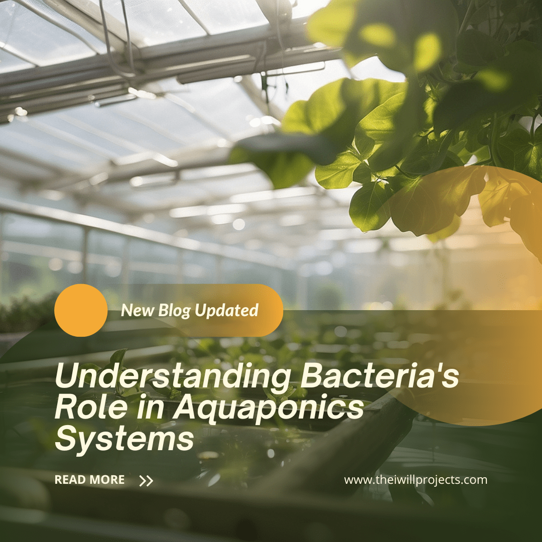 Understanding Bacteria's Role in Aquaponics Systems - The I Will Projects