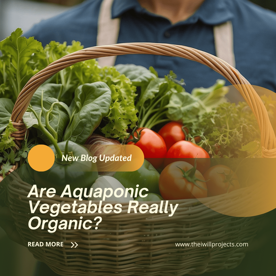 Are Aquaponic Vegetables Really Organic